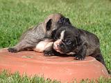 BOULEDOGUE FRANCAIS 1324